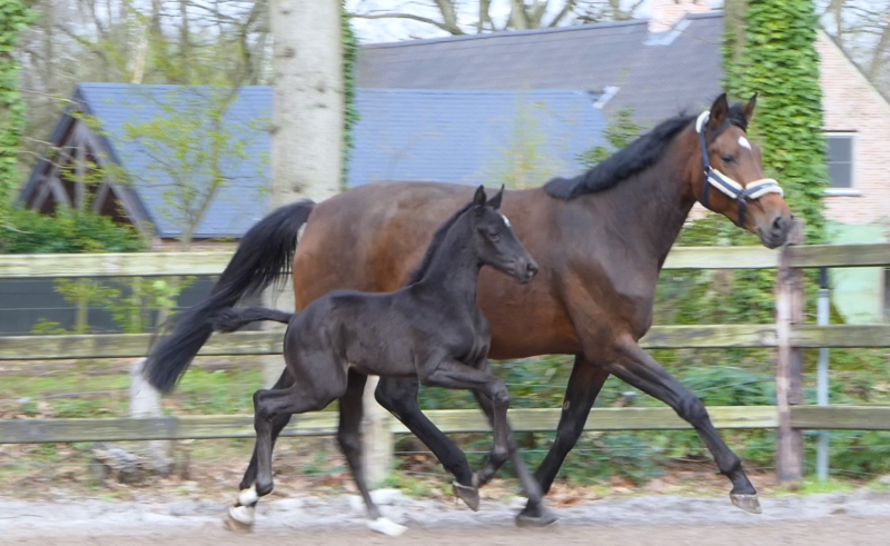 14 day's old Stallion from "TOTILAS " in Gangnam Style