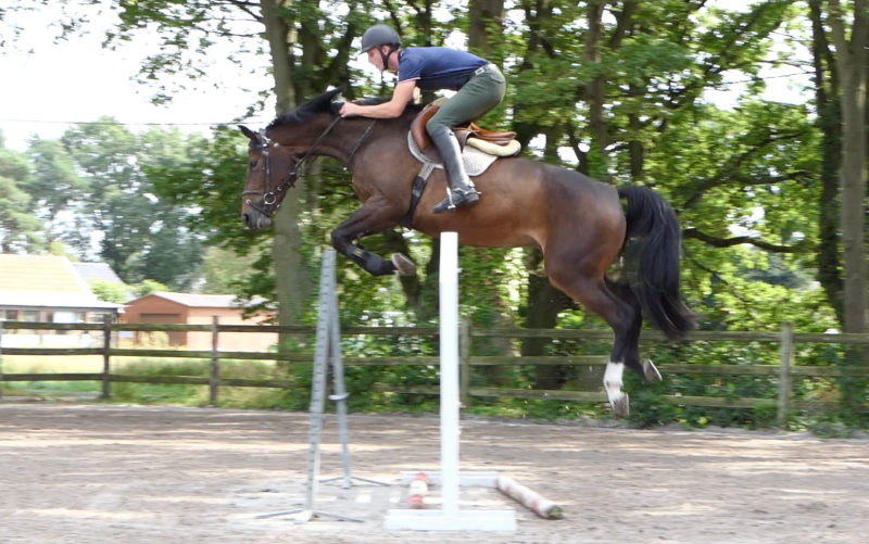Some higher jumps with Cacharel ,our 4 years old mare of 'Chaman x Caretano x Carthago x Rebel Z !