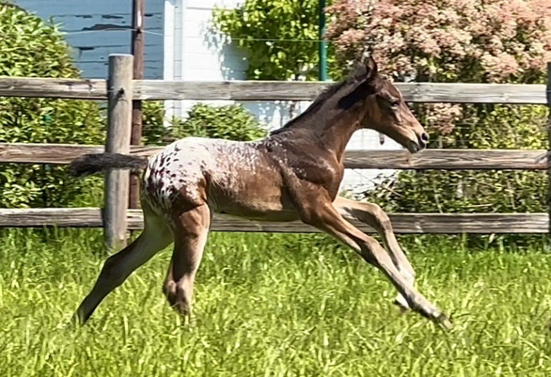 NEW Arrival 💥❣️Wow , what a foal “ Here she is, and what a sight!