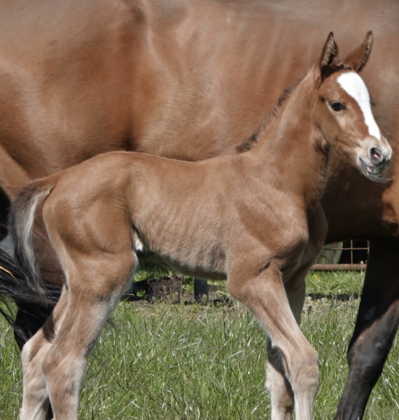With great pride, we welcomed our very first foal of 2026 — a truly charming filly, one that not only catches the eye, but gently captures the heart.