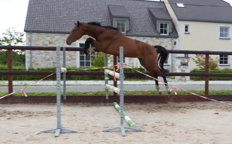 Unique Stallion “ Balou de Reverton" out of a Olympic tribe , first free jumps 3 years old !!