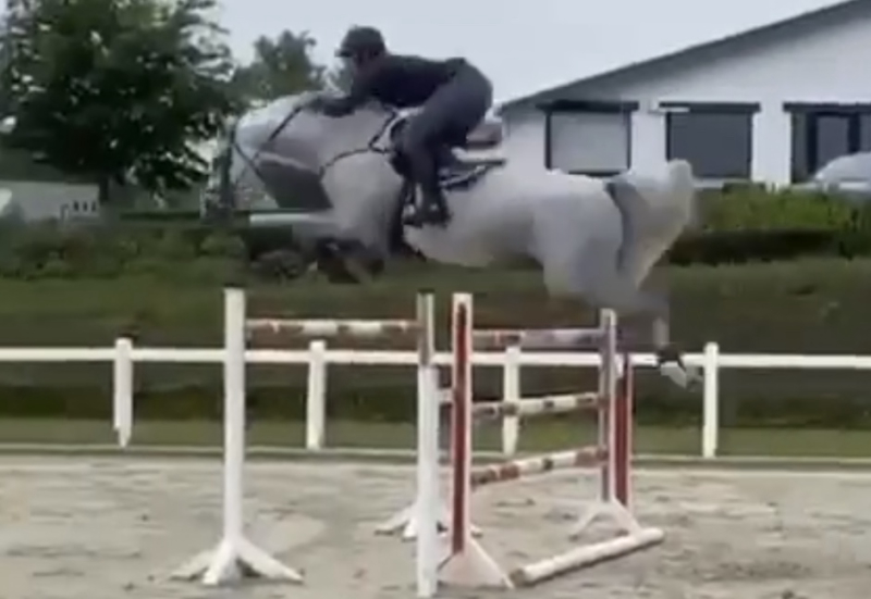 Soprano from Second Life Z (Sandro Boy x Cumano) 8 year old stallion, spreads his wings !!!